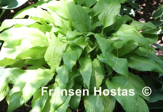 Hosta Katrina Jo